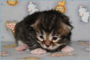 Female Siberian Kitten from Deedlebug Siberians